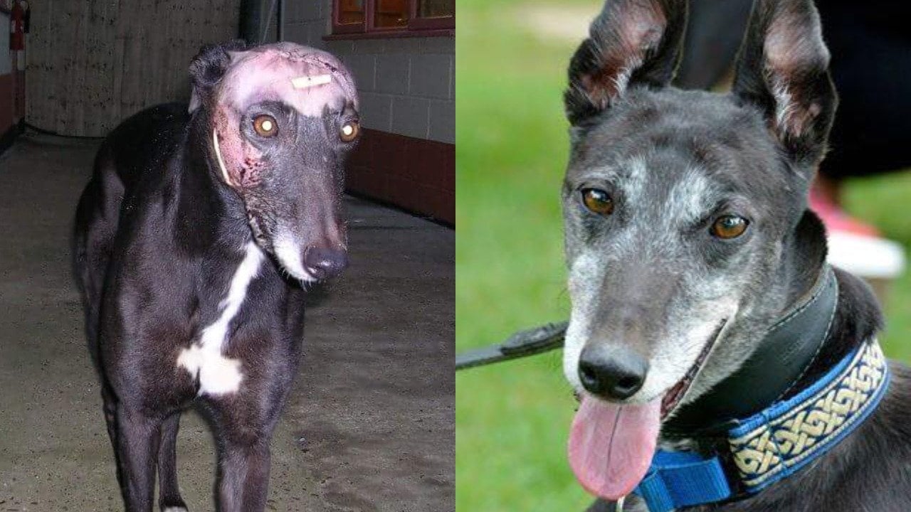 Animales Rescatados 20 transformaciones de animales antes y después de rescate