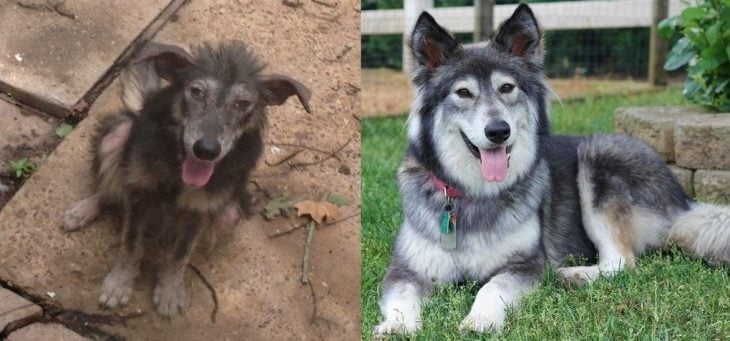 Animales antes y después de ser rescatados