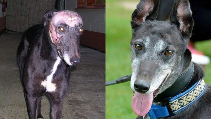 Animales antes y después de ser rescatados