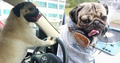 15 Razones que prueban que los PUG son el nuevo crush de Internet