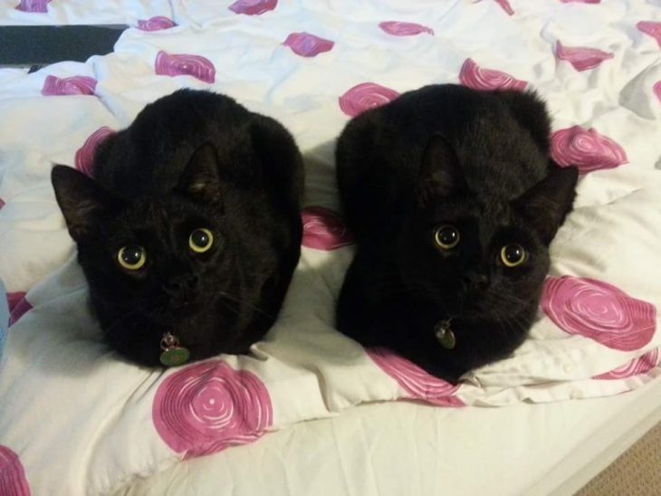 dos gatos negros con ojos verdes 