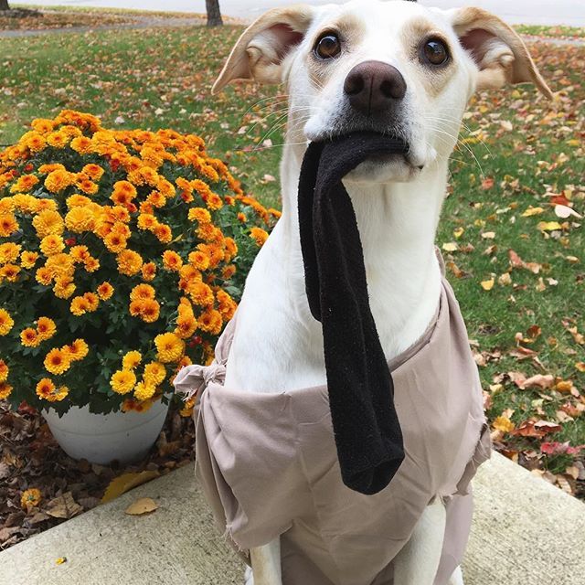 Perro disfrazado de Dobby