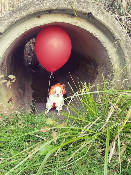 Perro disfrazado de Pennywise