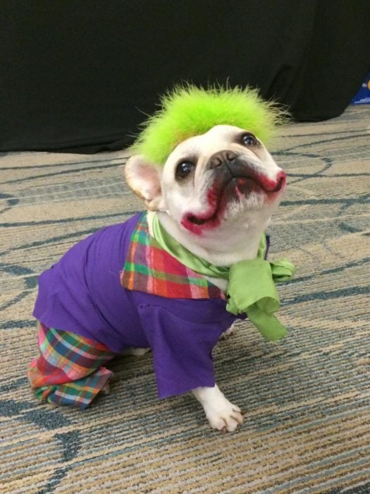 Perro disfrazado del Joker