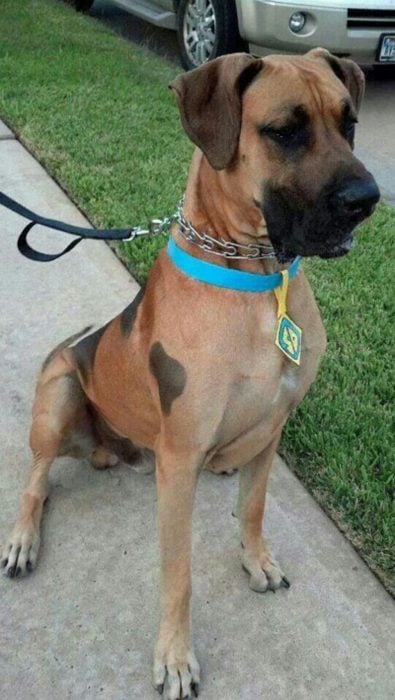 Perro disfrazado de Scooby Doo