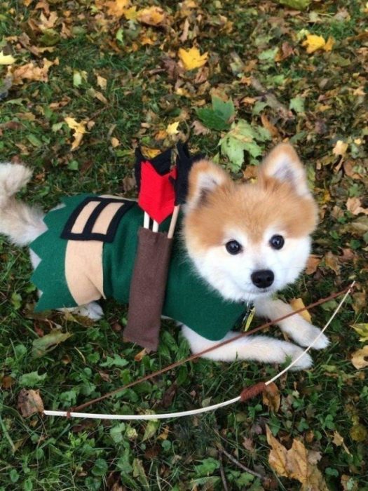 Perro disfrazado de Robin Hood