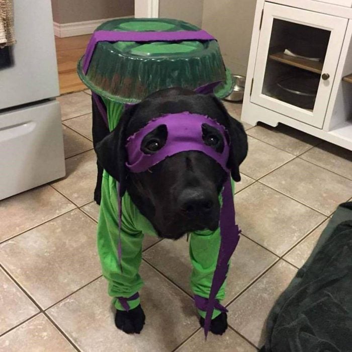 Perro disfrazado de tortuga ninja
