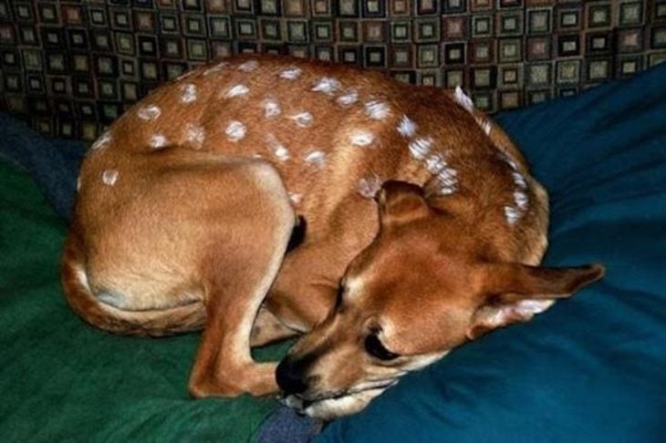 Perro disfrazado de Bambi