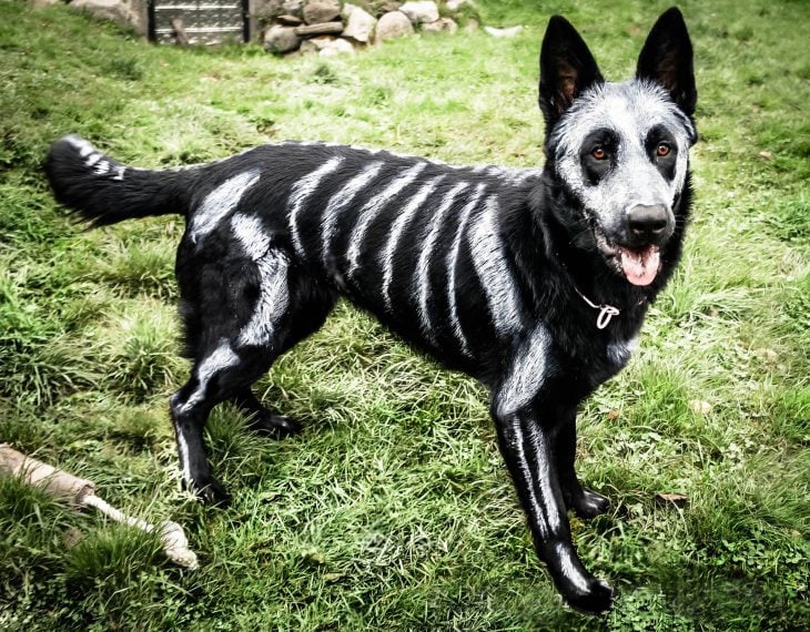 Perro disfrazado de esqueleto