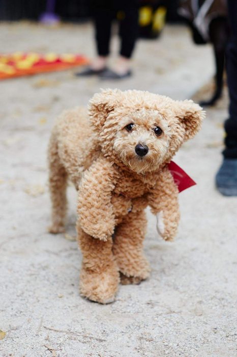 Perro disfrazado de osito de peluche