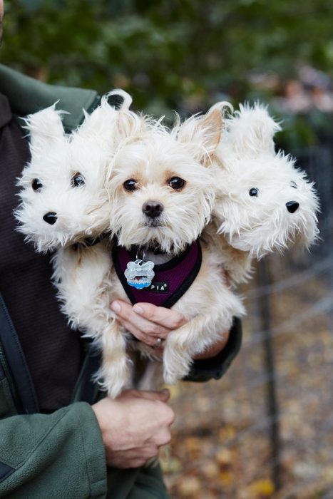 Perro disfrazado de Cerbero