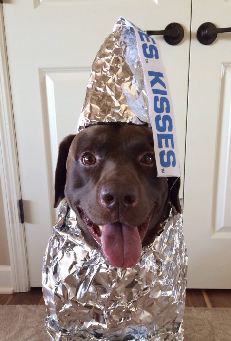 Perro disfrazado de chocolate Kisses