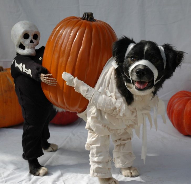 Perro disfrazado de momia cargando una calabaza