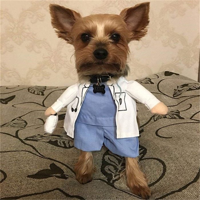 Perro disfrazado de doctor