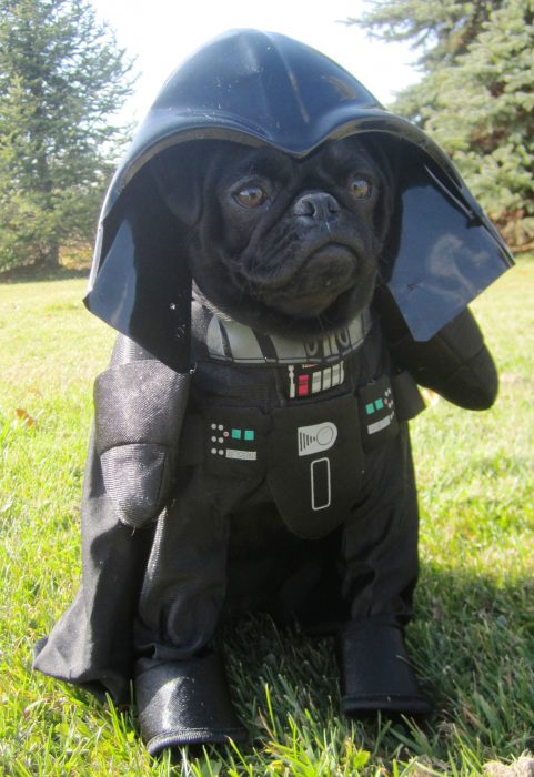 Perro pug disfrazado de Darth Vader