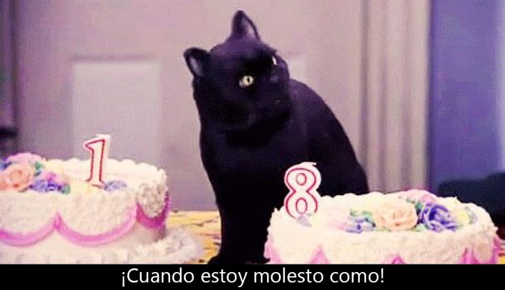 Signos que te dirán si compartes un alma gatuna con Salem Saberhagen