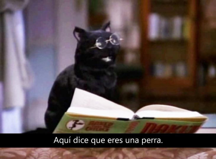 Signos que te dirán si compartes un alma gatuna con Salem Saberhagen