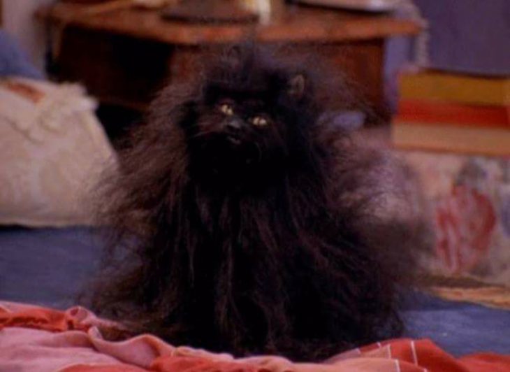 Signos que te dirán si compartes un alma gatuna con Salem Saberhagen