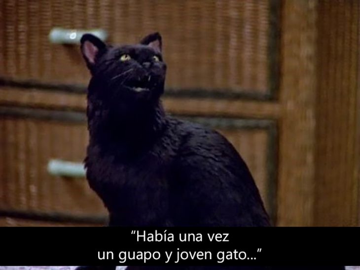 Signos que te dirán si compartes un alma gatuna con Salem Saberhagen