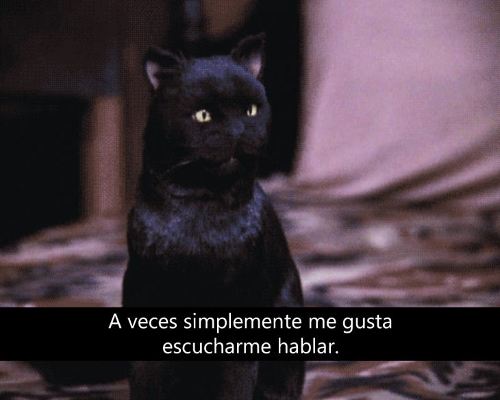 Signos que te dirán si compartes un alma gatuna con Salem Saberhagen