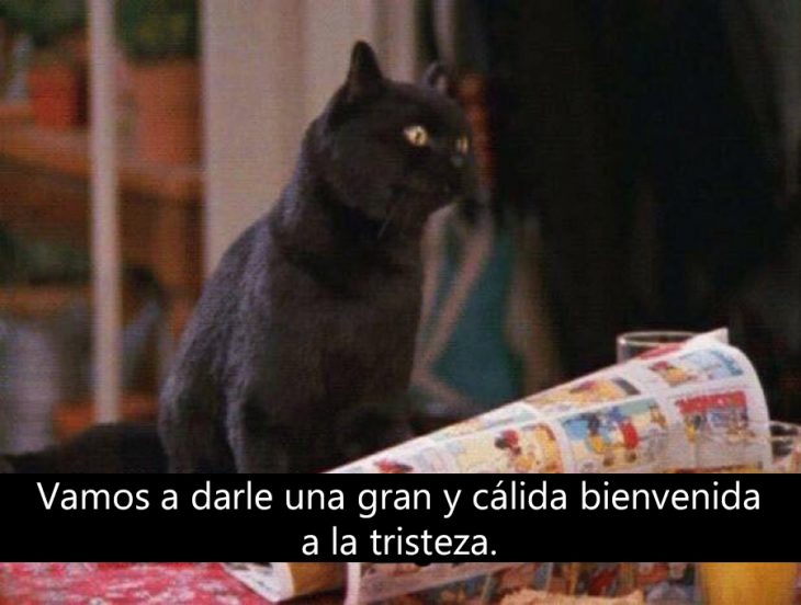 Signos que te dirán si compartes un alma gatuna con Salem Saberhagen