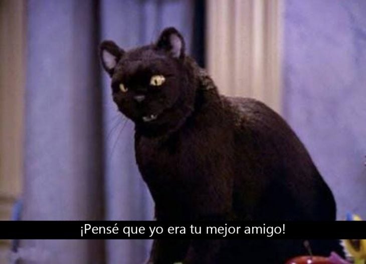 Signos que te dirán si compartes un alma gatuna con Salem Saberhagen