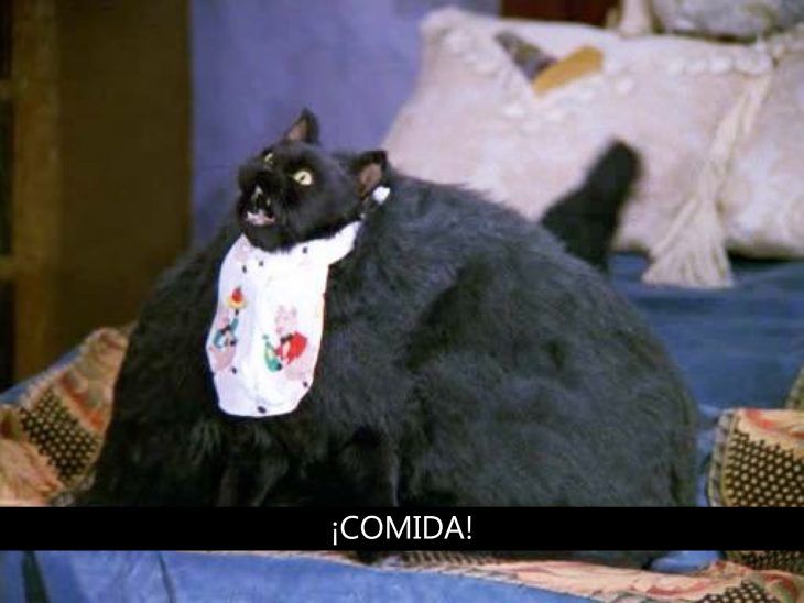 Signos que te dirán si compartes un alma gatuna con Salem Saberhagen