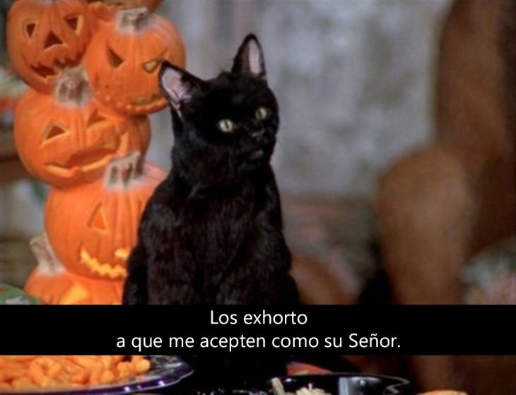 Signos que te dirán si compartes un alma gatuna con Salem Saberhagen