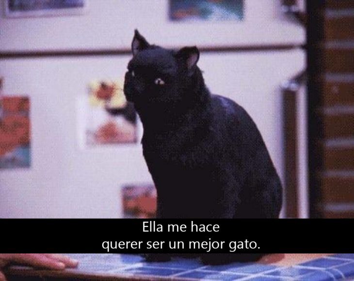 Signos que te dirán si compartes un alma gatuna con Salem Saberhagen