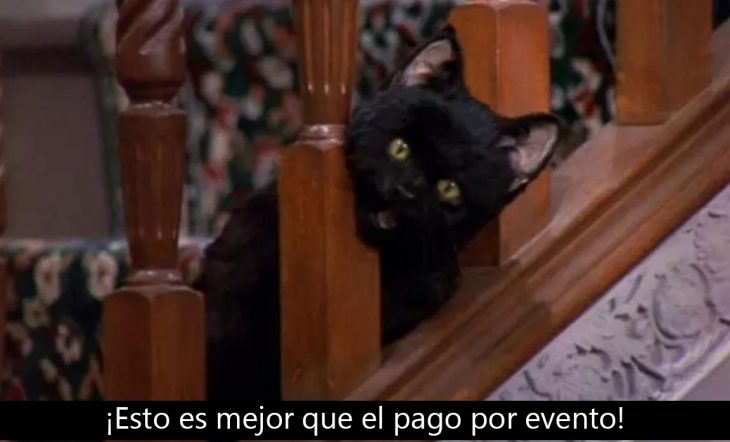 Signos que te dirán si compartes un alma gatuna con Salem Saberhagen