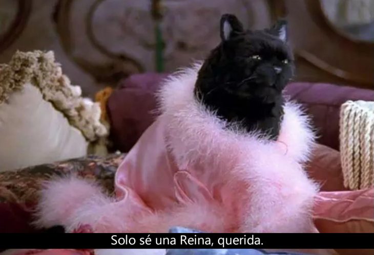 Signos que te dirán si compartes un alma gatuna con Salem Saberhagen