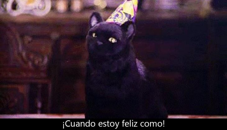 Signos que te dirán si compartes un alma gatuna con Salem Saberhagen