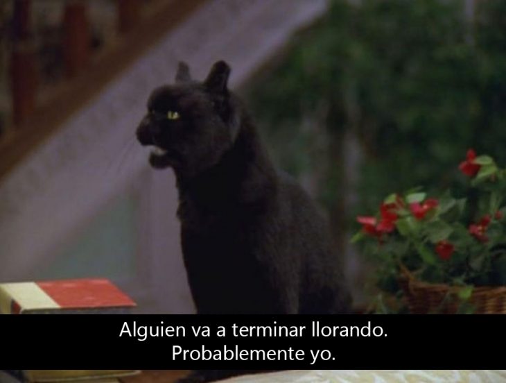 Signos que te dirán si compartes un alma gatuna con Salem Saberhagen