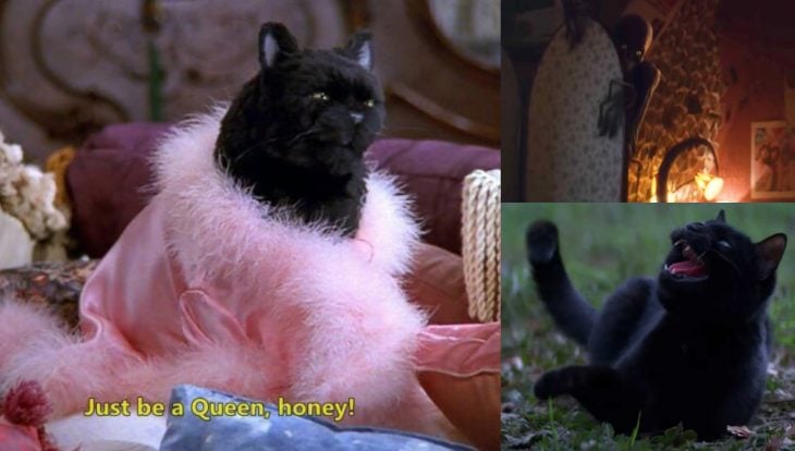 Comparación del gato Salem en ambas versiones de Sabrina