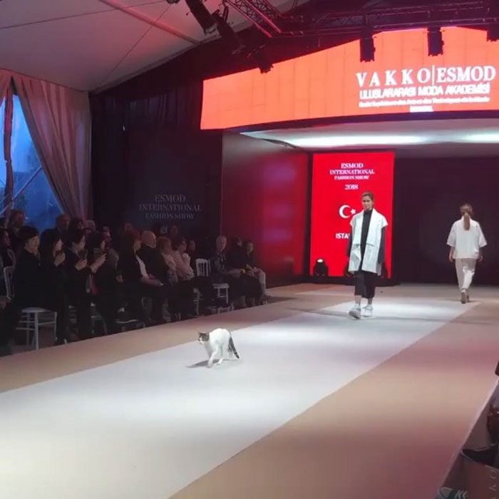 Gato desfilando junto a varias modelos en una pasarela de modas