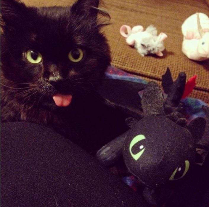 gato negro sacando la lengua junto a peluche de chimuelo 