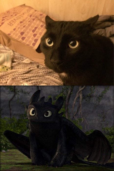 gato negro con ojos verdes junto a chimuelo 