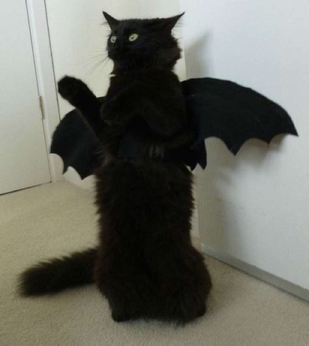 gato negro con alas de murciélago 