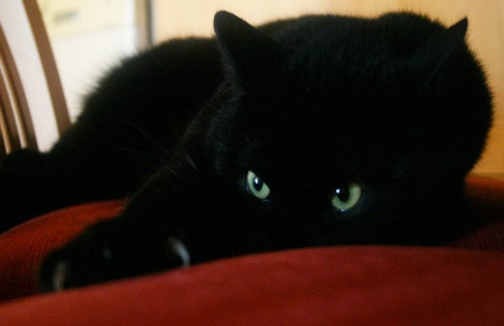 gato negro con ojos verdes grandes en cobija roja 