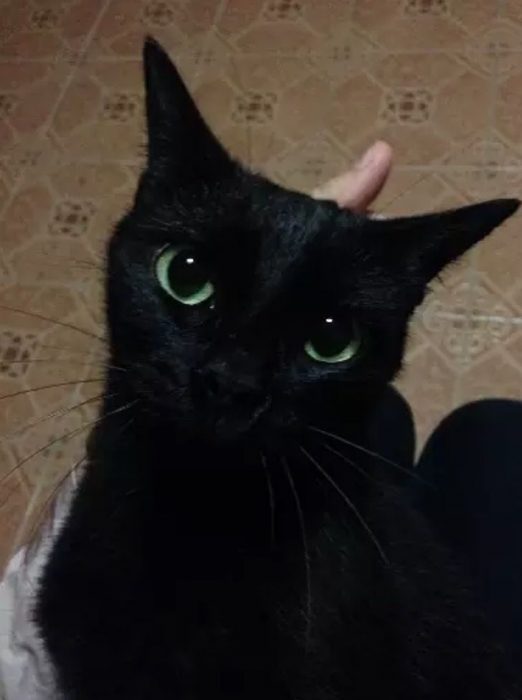 gato negro con ojos grandes verdes 