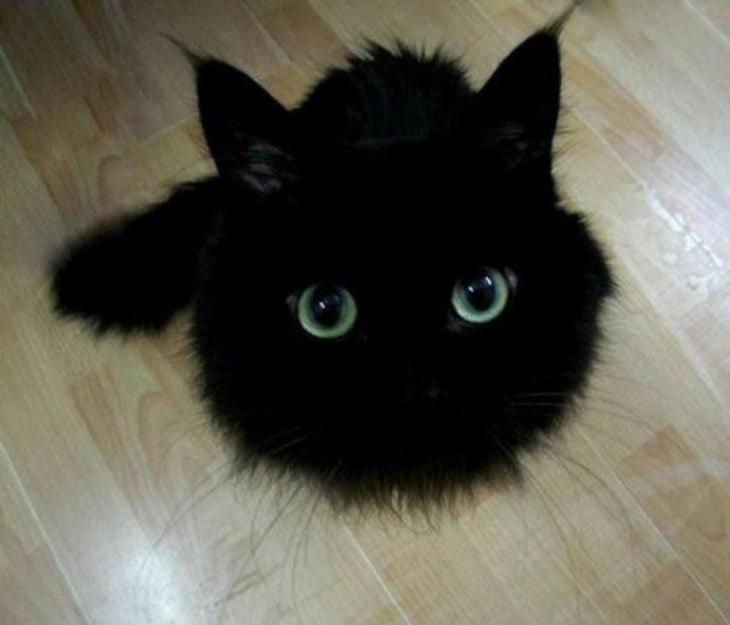 gato negro con ojos grandes verdes 