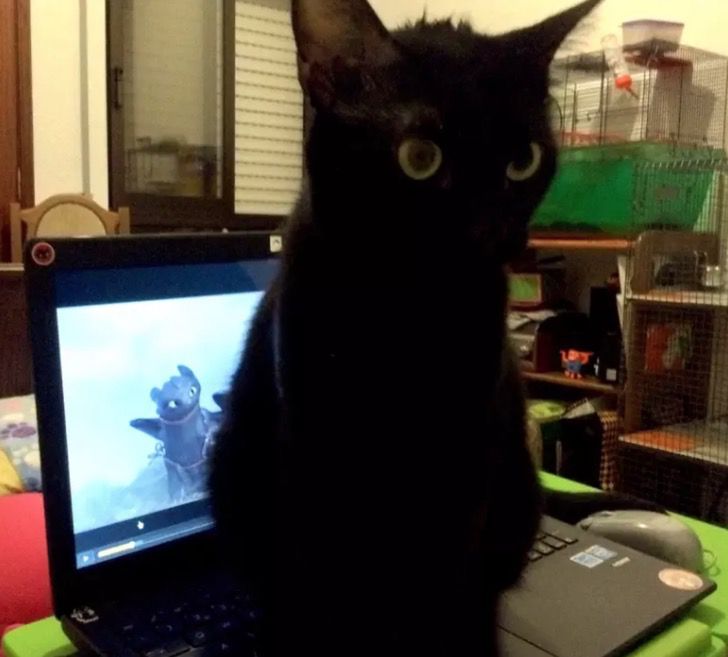 gato negro con ojos verdes frente de computadora 