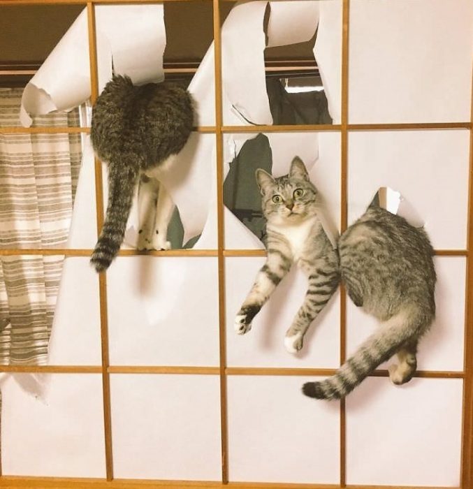 Gatos haciendo desastre sobre la comida, las cosas y cualquier articulo de la casa 