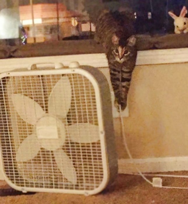 Gatos haciendo desastre sobre la comida, las cosas y cualquier articulo de la casa 