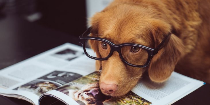 Perro café con lentes encima de una revista de perros