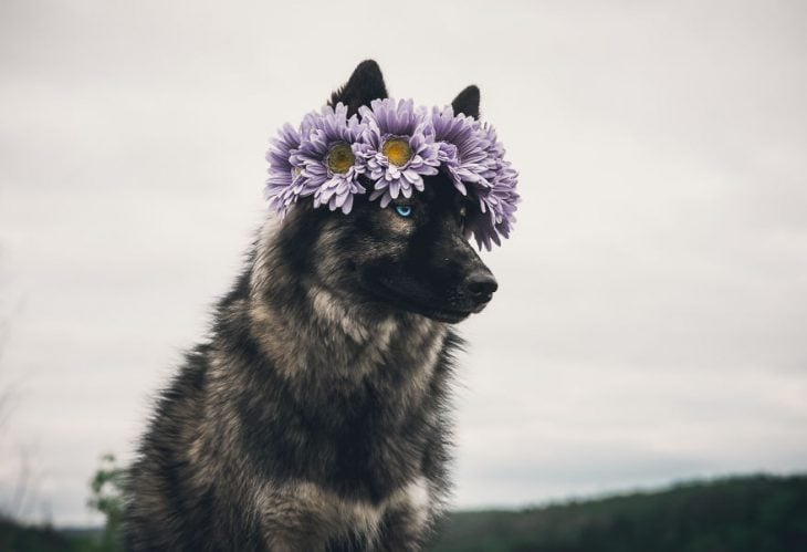 Perrito huskie usando una corona de flores en la cabeza mientras posa para una foto 