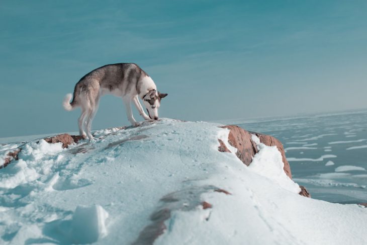 Perrito huskie olfateando con su nariz en medio de la nieve 