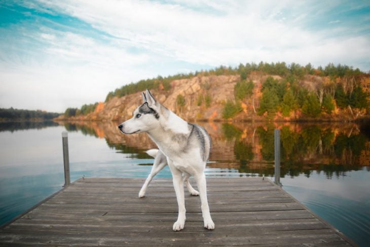 Perrito huskie parado en un muelle frente a un lago 