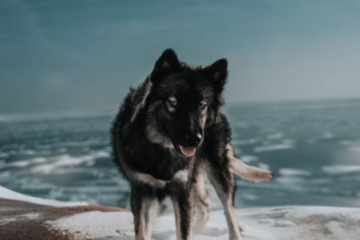 Perrito huskie posando para una foto frente al mar 