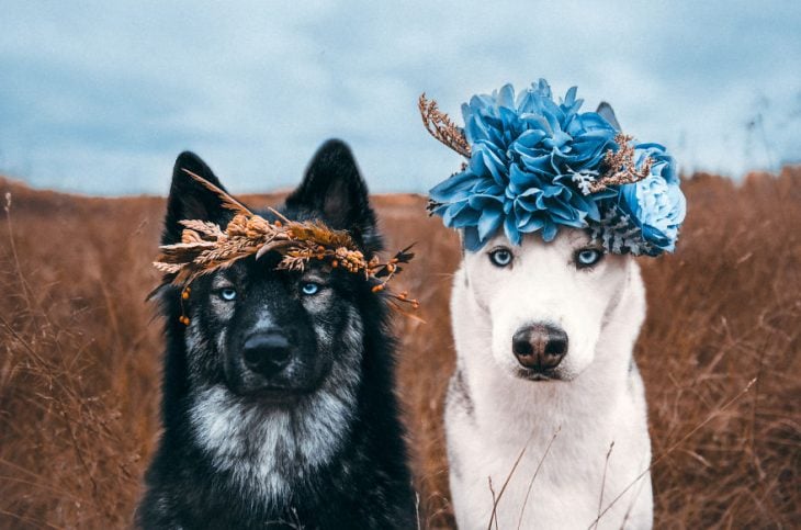 Perritos huskies con coronas de flores en la cabeza sentados posando para una foto